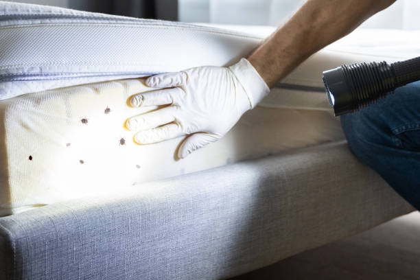 Best Insect Control  in Clawson, MI