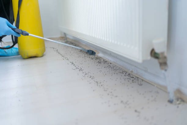 Best Wasp Removal Services  in Clawson, MI