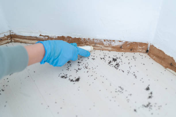 Flea Control Services in Clawson, MI